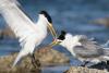 Dozens of birds die as bird flu reaches Australian seabird colonies