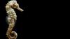 New seahorse species identified by Kerala researchers