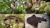 Project backed by Leonardo DiCaprio and Jeff Bezos aims to save 100 critically endangered species