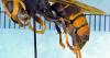 How wind and diet are helping invasive hornets spread across Georgia