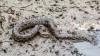Florida's pythons seem to skip Lee County, but experts say they're just too good at hiding