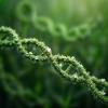 Wheat Genotyping Platform Advances at Embrapa