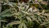 Proposal to restrict cannabis, nicotine shops goes up in smoke