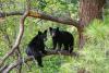 California's experimental fall release of rehabilitated bear cubs pays off after wild hibernation