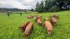 15 escaped pigs turn New Jersey highway into dramatic morning roundup