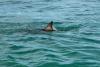 Shark bites teen at South Carolina beach gathering, leaving punctures and 15 stitches