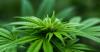 Delaware Office of the Marijuana Commissioner celebrates first anniversary of legal recreational marijuana