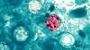 Cyclosporiasis cases in North Carolina rise to 867, hospitalizations reach 33 North Carolina health officials are reporting hundreds of new cases of cyclosporiasis, an intestinal illness that can cause severe diarrhea.