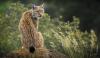 Lynx rescued from war-torn Ukraine felt grass for first time in England, then rolled onto her back