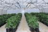 Tunnel farming saving environment, boosting yields