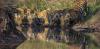 Nepal Achieves Significant Success in Tiger Conservation Amidst Habitat Challenges