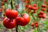 Processed tomato growers hope for market recovery