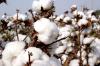 Brazil cotton prices firm on strong demand despite limited liquidity