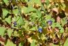 Invasive mile-a-minute weed has crossed Michigan county lines and can grow 6 inches a day