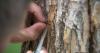 First emerald ash borer found in Douglas County