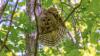 A New York teen climbed a tree to save an owl dangling from a fishing lure