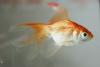 Argentine court declares restaurant goldfish ‘sentient beings’