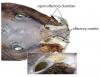 New Study Suggests Some Catfish Can “Sniff” Underwater