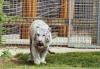 Traumatised tiger who was ‘on the verge of death’ touches grass for first time since rescue from war-torn Ukraine