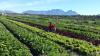 South Africa’s child nutrition crisis demands urgent action