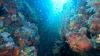 Taiwanese Scientists Use Probiotics To Fight Coral Bleaching