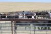 Stellpflug Cattle Company, 2nd Annual ‘A New Frontier’ Female Sale