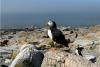 Watch what it’s like to visit Maine’s largest puffin colony