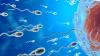Harmful bacteria in semen could be new cause of male infertility