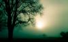Killing Trees to Save the Forest