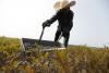 Maine blueberry farmers hopeful for 2026 after ‘devastating’ losses last year