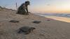 Texas beaches log a record year for the world’s most endangered sea turtle