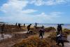Harbinger for Florida, Gulf States? Seaweed Smothers Coastlines in Caribbean, Mexico