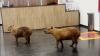 Capybaras crash Brazilian lawmakers' voting session and steal the show