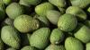 New Zealand Avocado Export Map Shifts as China Imports Double