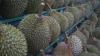 Thailand Moves To Distribute 300,000 Tons of Durians