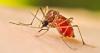 VDH confirms first locally-transmitted dengue fever case in Northern Virginia