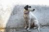 Campaign halted after Guangdong dog killing sparks outrage