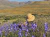 Discover South Africa’s Wildflowers in the Western Cape
