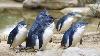 Bird flu puts nearly 400 Australian species at risk: Penguins and dolphins facing growing extinction crisis