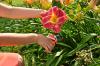 Should You Remove Old Daylily Flowers? A Garden Pro Shares the Best Timing for Even More Beautiful Blooms