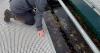 Northern Ireland’s first floating oyster reef opened in north Antrim
