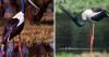 5ft tall, 7ft wingspan and a striking black-and-white body: IAS officer shares video of black-necked stork. Why is this giant bird ‘Near Threatened’?