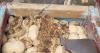 "What is that": the bread from the ration book in Santiago de Cuba sparks outrage due to its poor quality