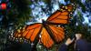 California’s western monarch migration hits third-lowest count at 12,260