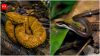 Brazil Snake Island