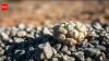 Lithops werneri: Tiny Namibian plant survives by disguising itself as a pebble