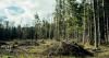 UN Warns Biodiversity Goals At Risk As Corporate Action Lags Ahead Of COP17