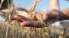 UK braced for 'worst harvest on record' amid food price hike warning