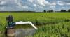 Reused tailwater shows significant water savings in rice production