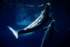 Everyone loved Marineland - then the tide turned. A look inside the park's final days